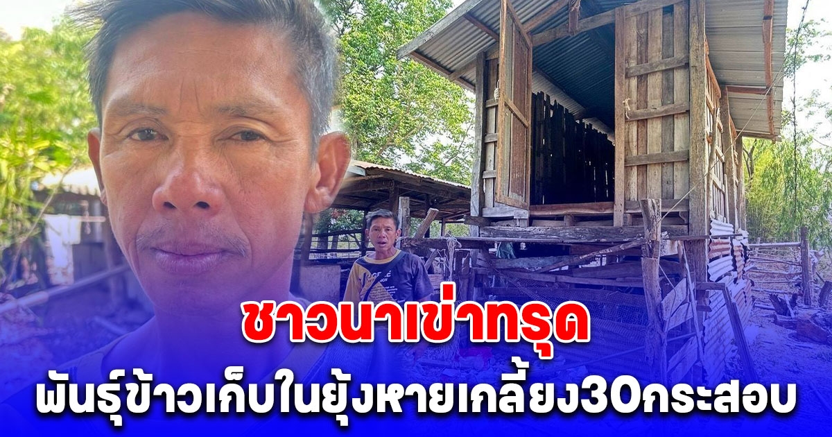 ชาวนาเข่าทรุด ใกล้ฤดูทำนาพันธุ์ข้าวเก็บไว้ในยุ้ง หายเกลี้ยง 30 กระสอบ