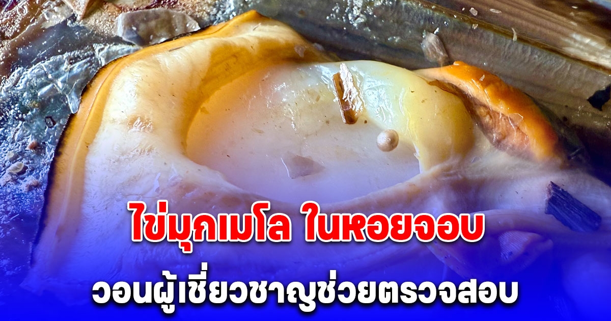 ช่างซ่อมท่อ พบ ไข่มุกเมโล ในหอยจอบ วอนผู้เชี่ยวชาญช่วยตรวจสอบ