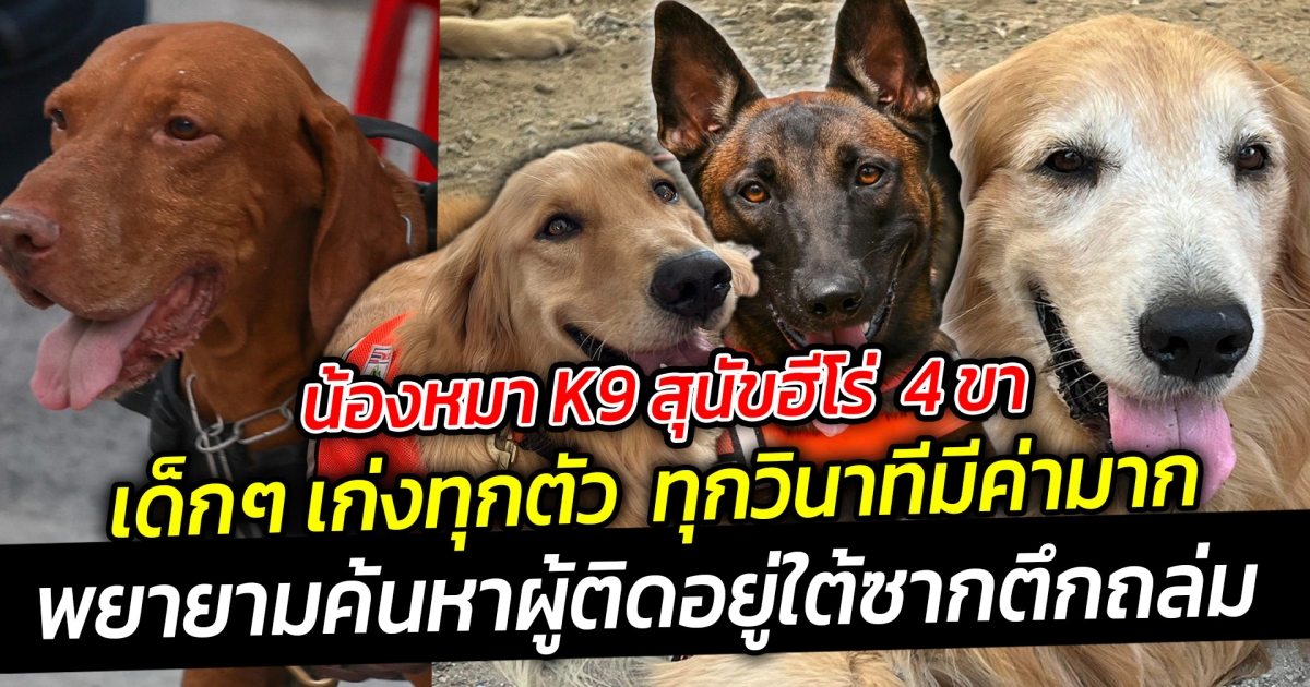 น้องหมา K9 สุนัขฮีโร่ 4 ขา ทำงานมืดค่ำ เด็กๆ เก่งทุกตัว พยายามค้นหาผู้ติดอยู่ใต้ซากตึกถล่ม