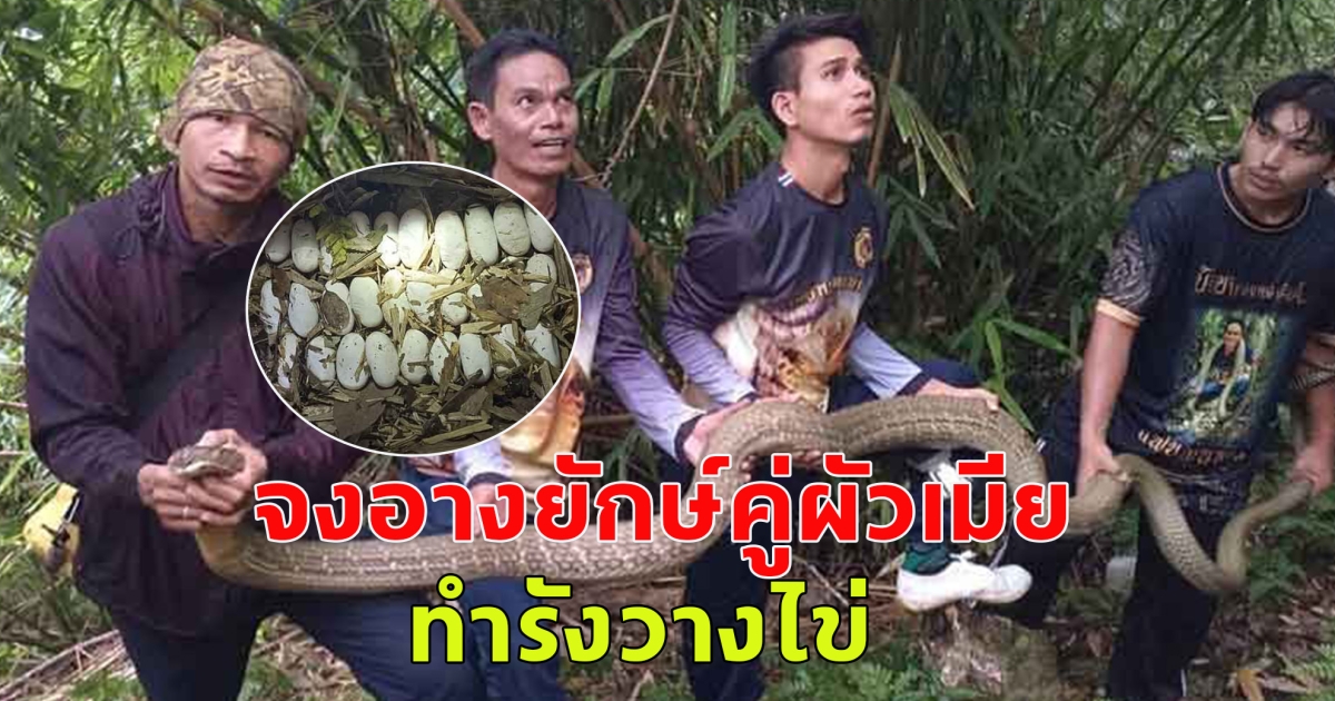 จงอางยักษ์คู่ผัวเมีย ทำรังวางไข่ 29 ฟอง ชาวบ้านผวา ไม่กล้าออกกรีดยาง