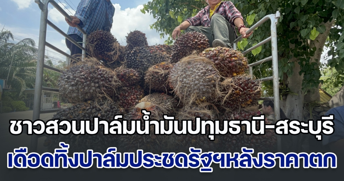 ชาวสวนปาล์มน้ำมันปทุมธานี-สระบุรี เดือดทิ้งปาล์มประชดรัฐบาลหลังราคาตกต่ำต่อเนื่อง