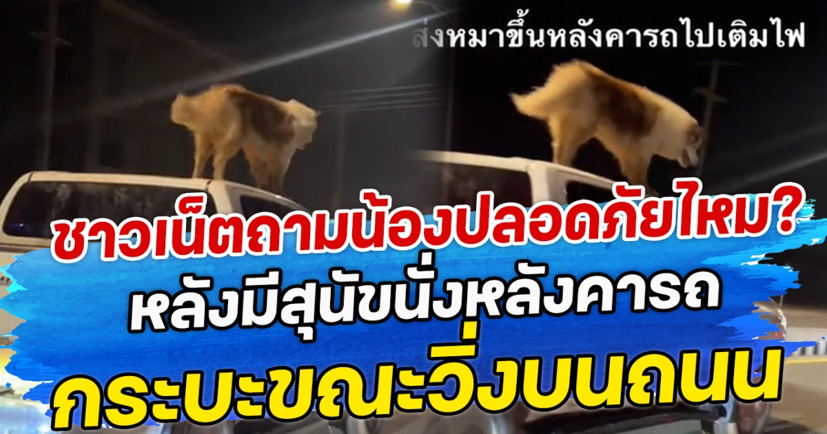 ชาวเน็ตถาม น้องปลอดภัยไหม? หลังมีสุนัขนั่งหลังคารถ กระบะขณะวิ่งบนถนน