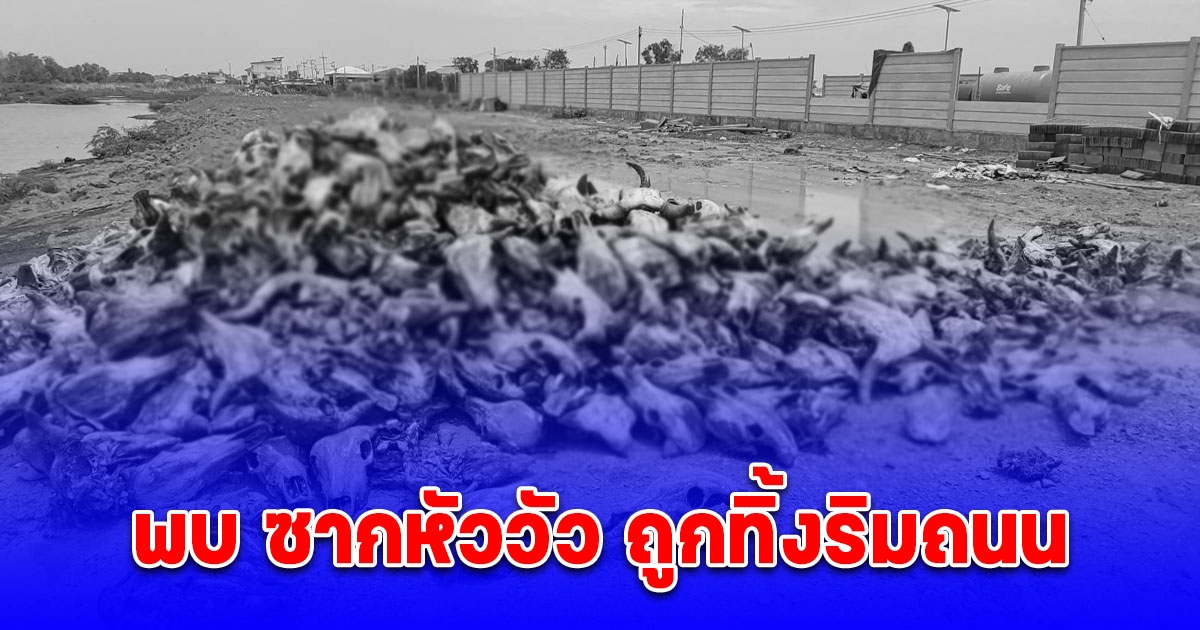 พบ ซากหัววัว ถูกทิ้งริมถนน ส่งกลิ่นเหม็นหนัก