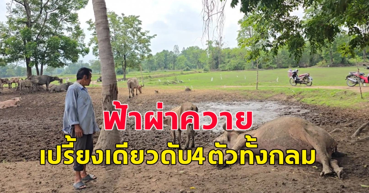 เกิดเหตุ ฟ้าผ่ารอบเดียว ควายดับทั้งกลมทันที 4 ตัว ลูกควายเผือกร้องระงมหาแม่สุดสลด