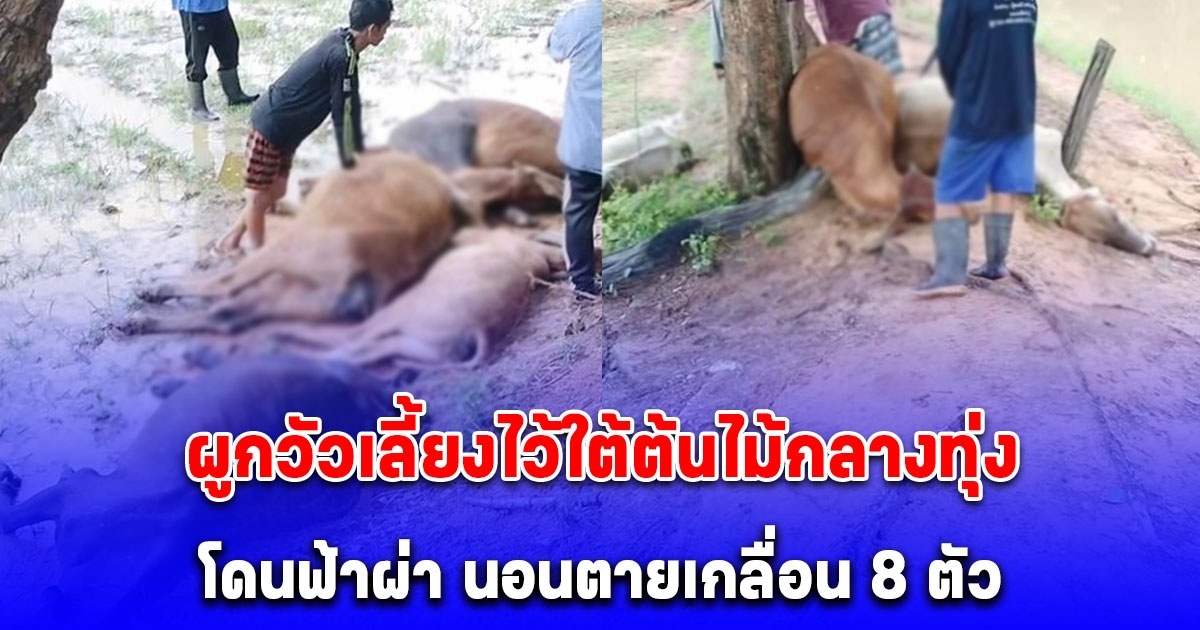 ฟ้าคลั่ง ผ่ากลางทุ่ง ชาวบ้านผูกวัวเลี้ยงไว้ใต้ต้นไม้ไม่รอดซักตัว