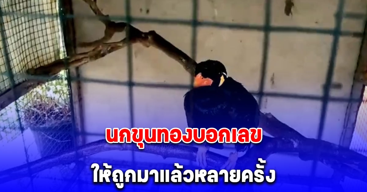 ฮือฮา นกขุนทองบอกเลข เจ้าของเลี้ยงมา 5 ปี เคยถูกเลขท้าย 2 ตัวมาแล้วหลายครั้ง