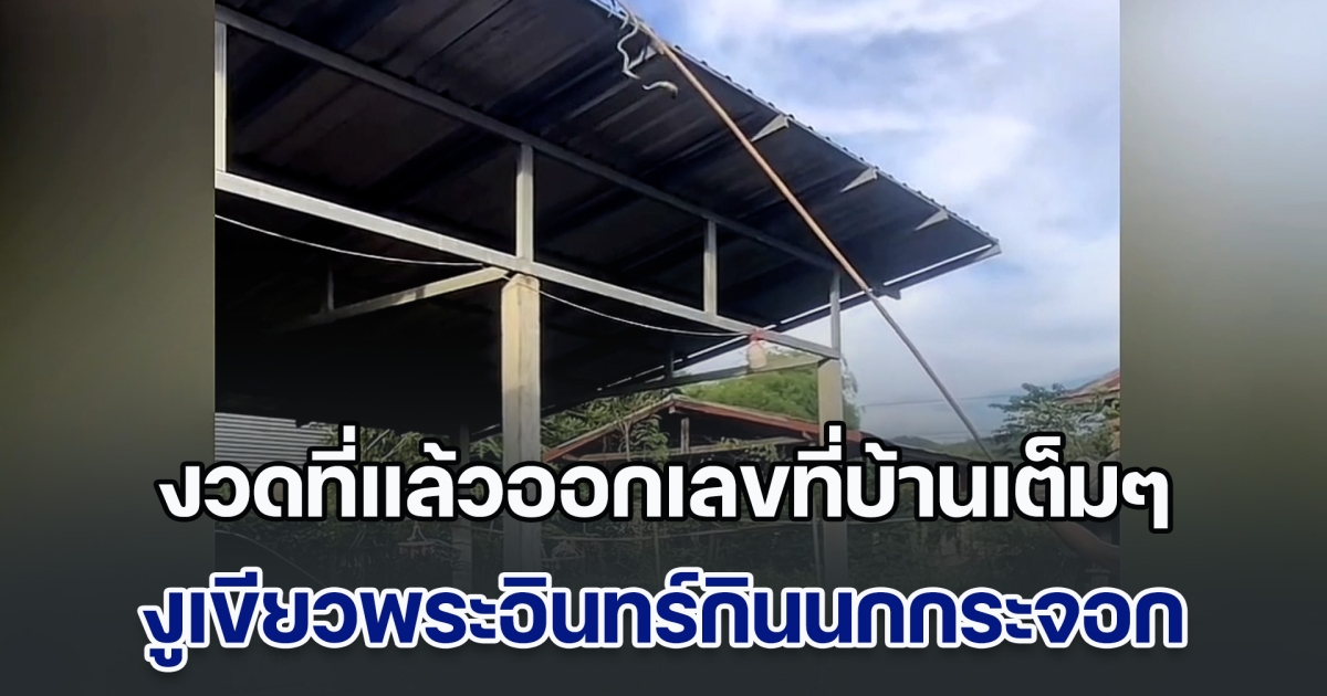 ส่องทะเบียนรถ งูเขียวพระอินทร์กินนกกระจอก เผยงวดที่แล้วออกเลขที่บ้านเต็มๆ