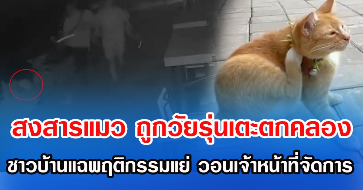 สงสารแมว วัยรุ่นเตะตกคลองกลางดึก ชาวบ้านแฉพฤติกรรมแย่ วอนเจ้าหน้าที่จัดการ