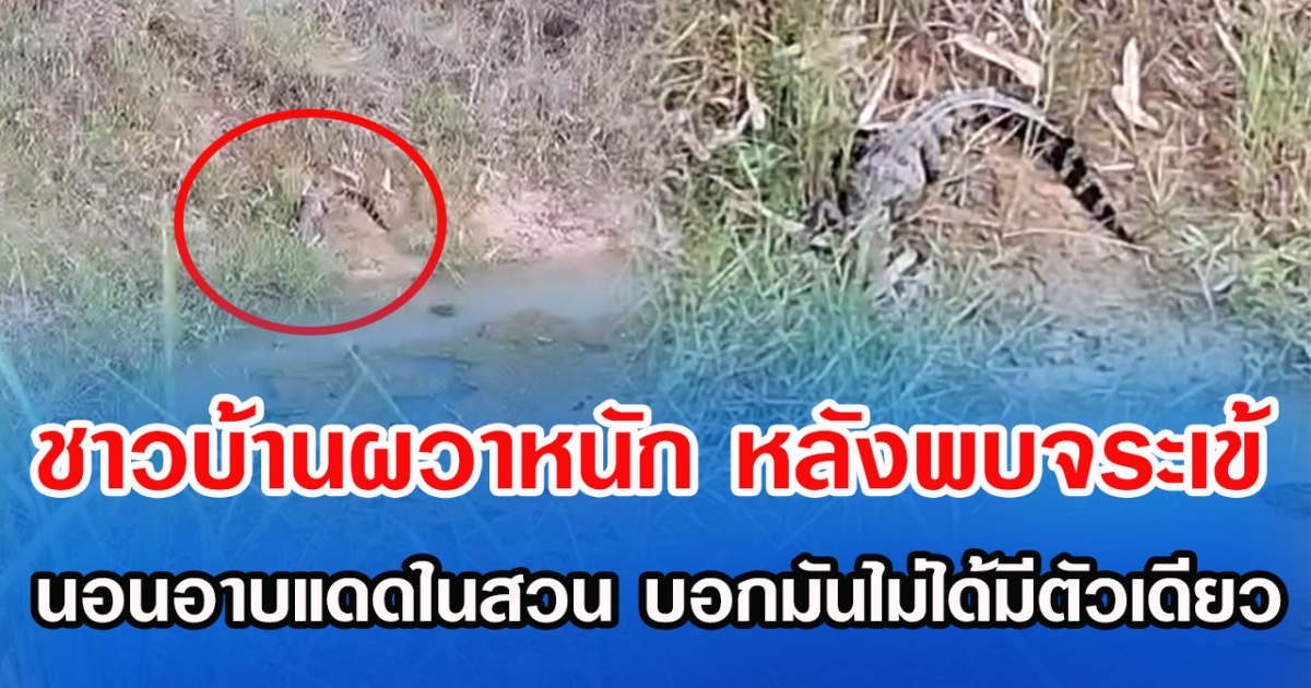 ชาวบ้านผวาหนัก หลังพบจระเข้ นอนอาบแดดในสวน บอกมันไม่ได้มีตัวเดียว