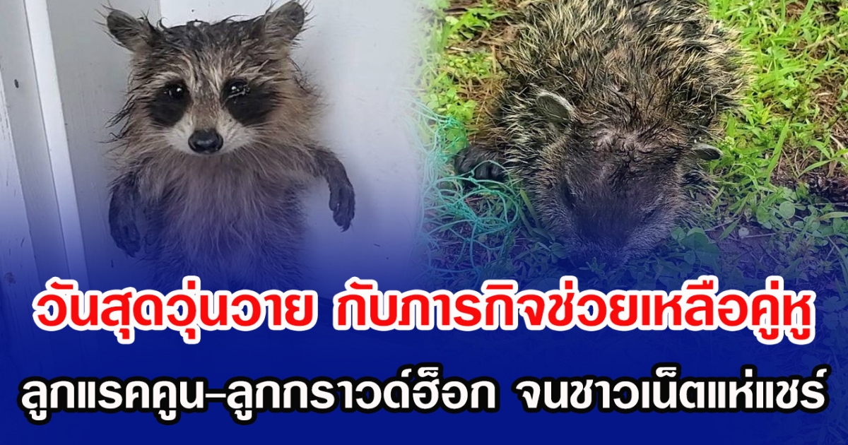 วันสุดวุ่นวาย กับภารกิจช่วยเหลือคู่หูเบบี้ ลูกแรคคูน-ลูกกราวด์ฮ็อก จนชาวเน็ตแห่แชร์