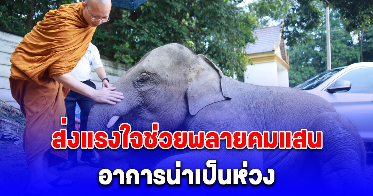 ต้องหายนะลูก ส่งแรงใจช่วย พลายคมแสน ป่วยเข้าข่าย EEHV อาการน่าเป็นห่วง