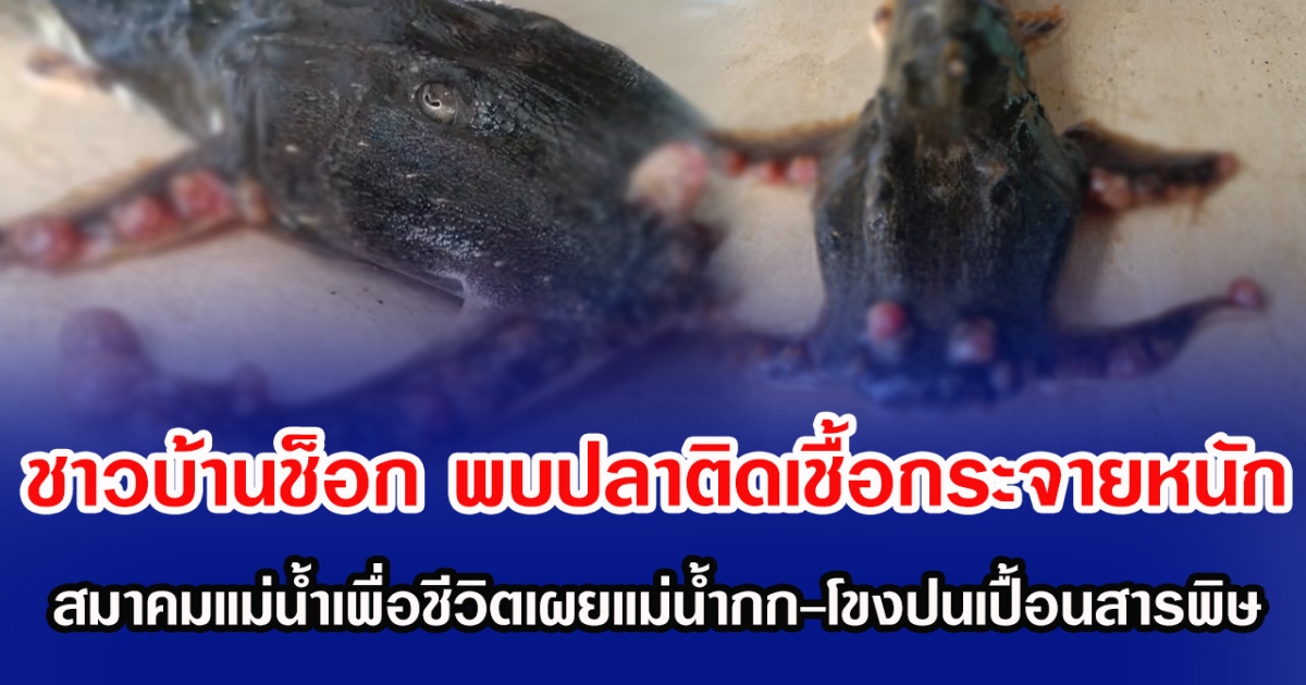 ชาวบ้านช็อก พบปลาติดเชื้อกระจายหนัก สมาคมแม่น้ำเพื่อชีวิตเผยแม่น้ำกก-โขงปนเปื้อนสารพิษ