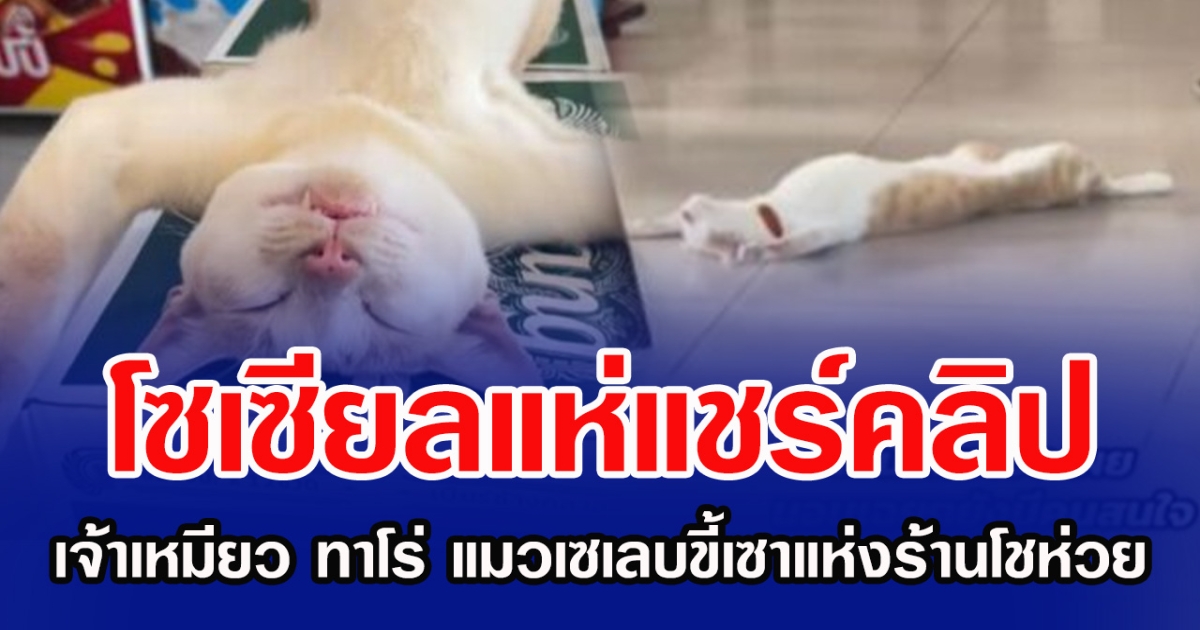 โซเซียลแห่แชร์คลิป เจ้าเหมียว ทาโร่ แมวเซเลบขี้เซาแห่งร้านโชห่วย