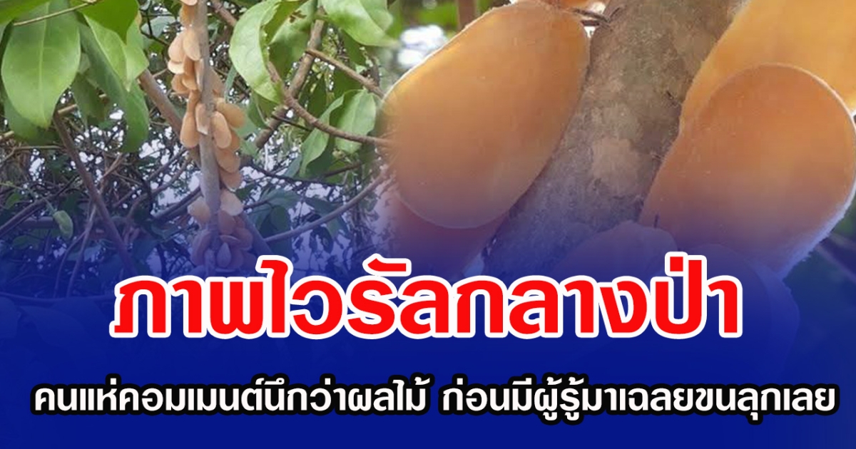 ภาพไวรัลกลางป่า คนแห่คอมเมนต์นึกว่าผลไม้ ก่อนมีผู้รู้มาเฉลยขนลุกเลย
