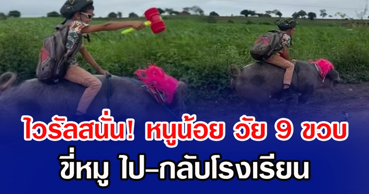 ไวรัลสนั่น! หนูน้อย วัย 9 ขวบ ขี่หมู ไป-กลับโรงเรียน
