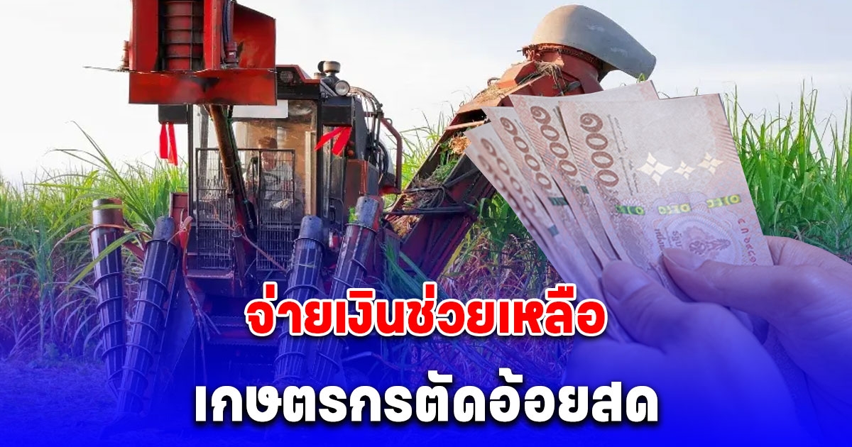 ครม. เคาะงบ 5.3 พันล้าน ธ.ก.ส.-สอน. จ่ายเงินเกษตรกรตัดอ้อยสด