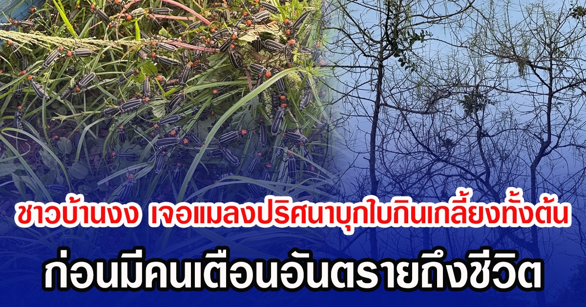 ชาวบ้านงง เจอแมลงปริศนาบุกกินเกลี้ยงทั้งต้น ก่อนมีคนเตือนอันตรายถึงชีวิต