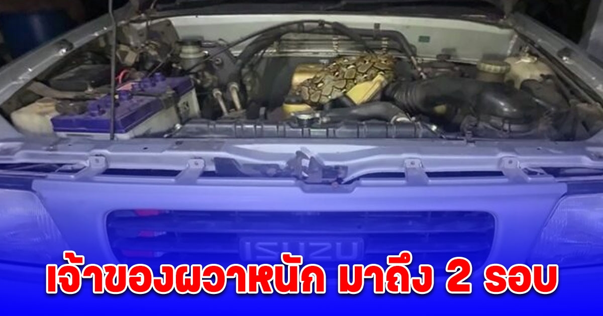 งูเหลือม นอนขดใต้ฝากระโปรงรถ เจ้าของผวาหนัก มาถึง 2 รอบ