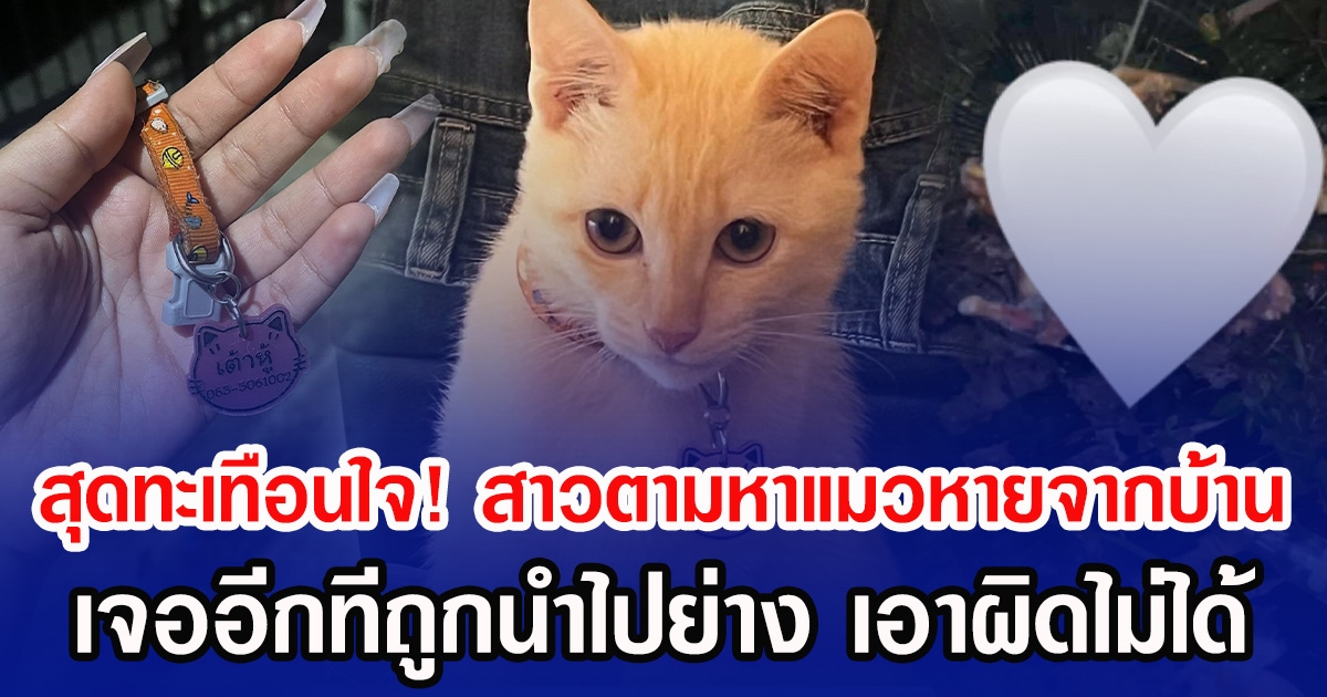 สุดทะเทือนใจ! สาวตามหาแมวหายจากบ้าน เจออีกทีถูกนำไปย่าง เอาผิดไม่ได้