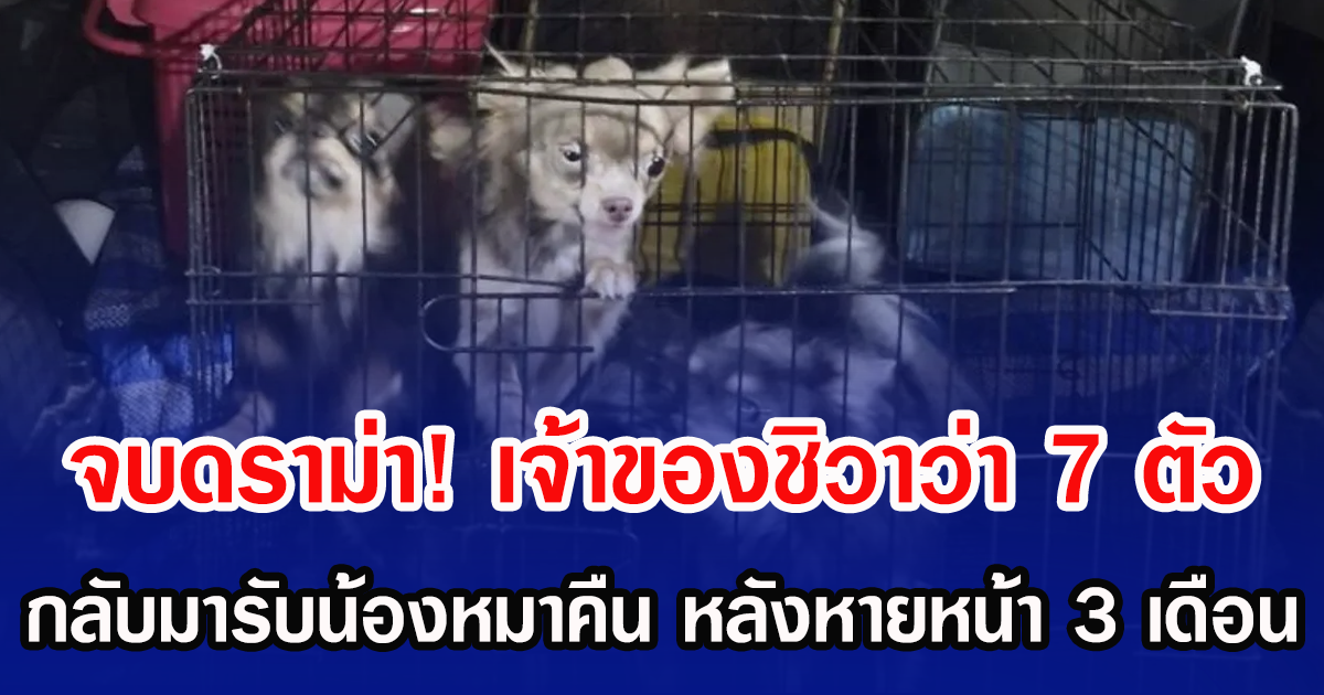 จบดราม่า! เจ้าของชิวาว่า 7 ตัว กลับมารับน้องหมาคืน หลังหายหน้า 3 เดือน