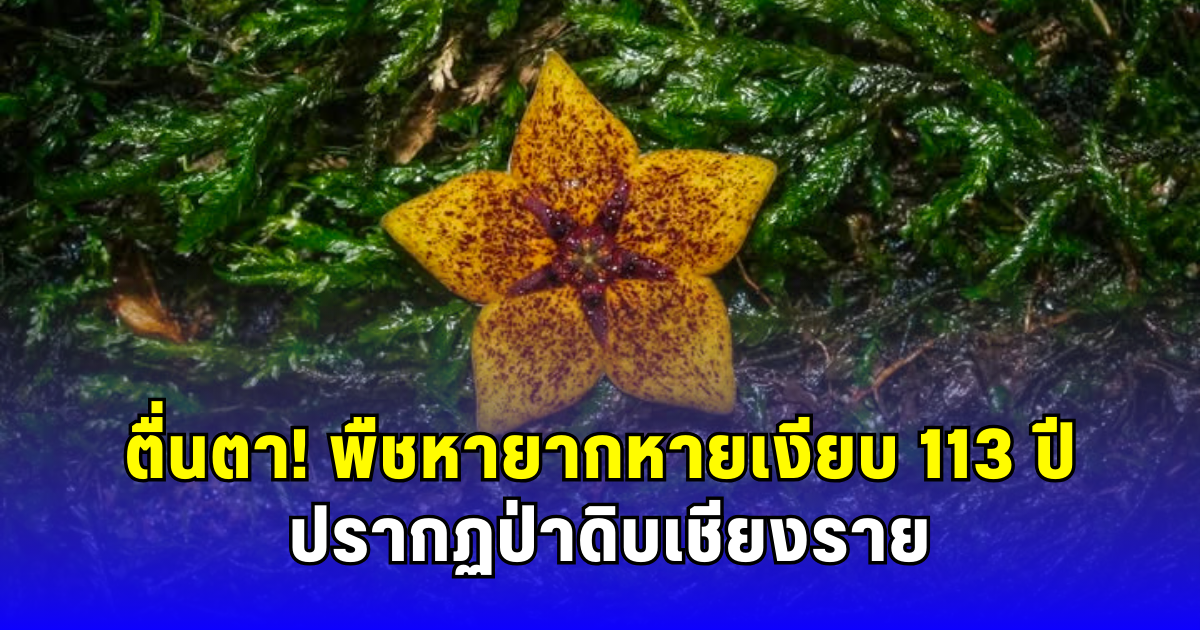 ตื่นตา พืชหายากหายเงียบ 113 ปี ปรากฏโฉมในป่าดิบเชียงราย