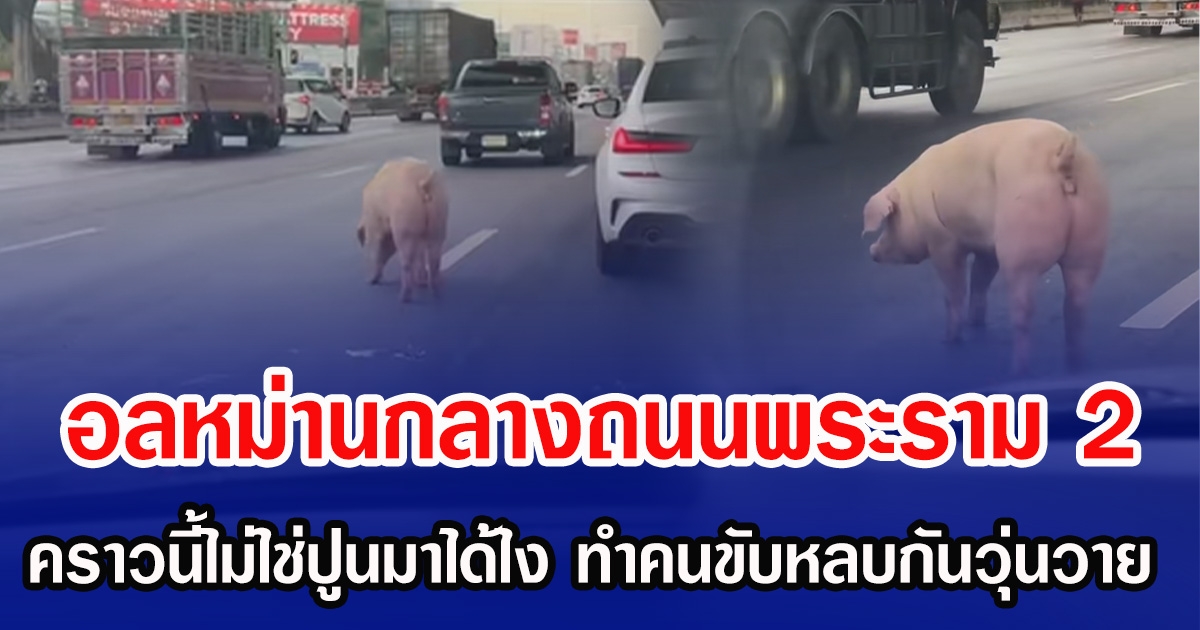 อลหม่านกลางถนนพระราม 2 คราวนี้ไม่ใช่ปูนมาได้ไง ทำเอาคนขับรถหลบกันวุ่นวาย