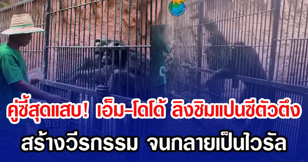 ดังสุดๆ คู่ซี้สุดแสบ! เอ็ม-โดโด้ ลิงชิมแปนซีตัวตึง สร้างวีรกรรม จนกลายเป็นไวรัล