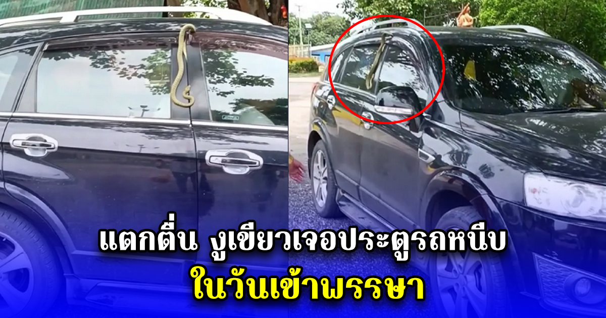 แตกตื่น งูเขียวเจอประตูรถหนีบ ในวันเข้าพรรษา