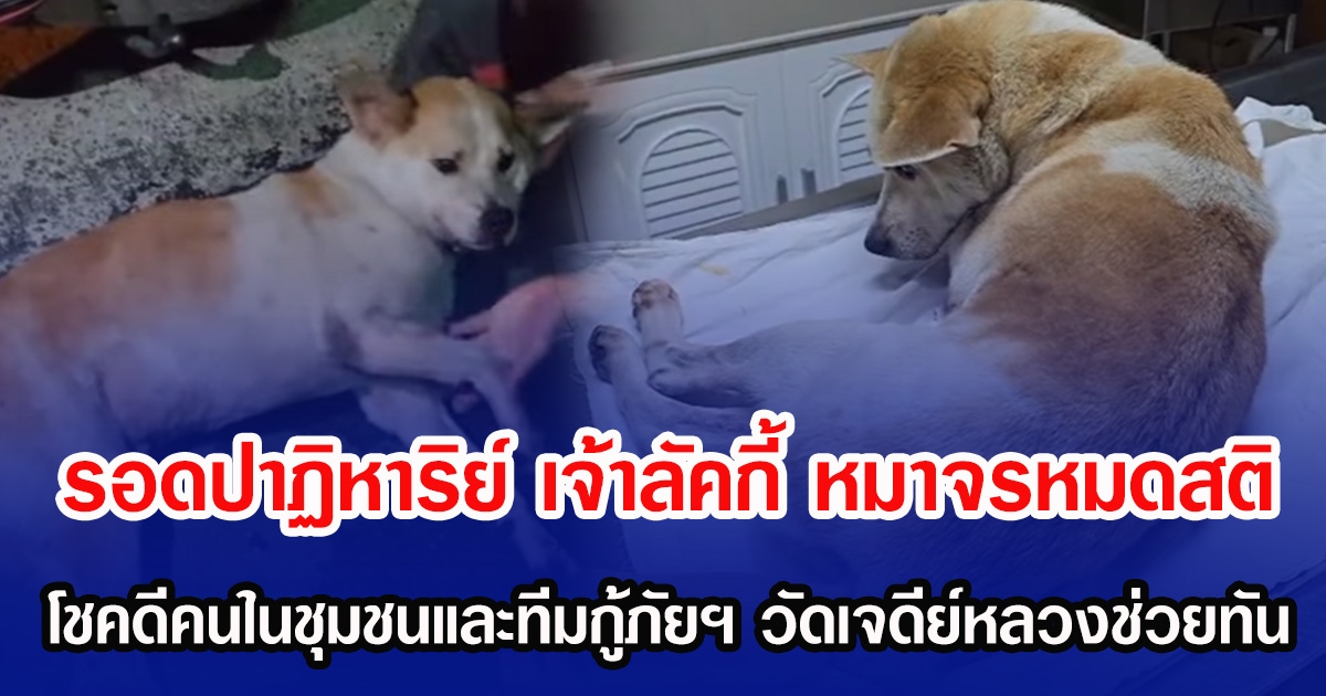 รอดปาฏิหาริย์ เจ้าลัคกี้ หมาจรหมดสติ โชคดีคนในชุมชนและทีมกู้ภัยฯ วัดเจดีย์หลวงช่วยทัน