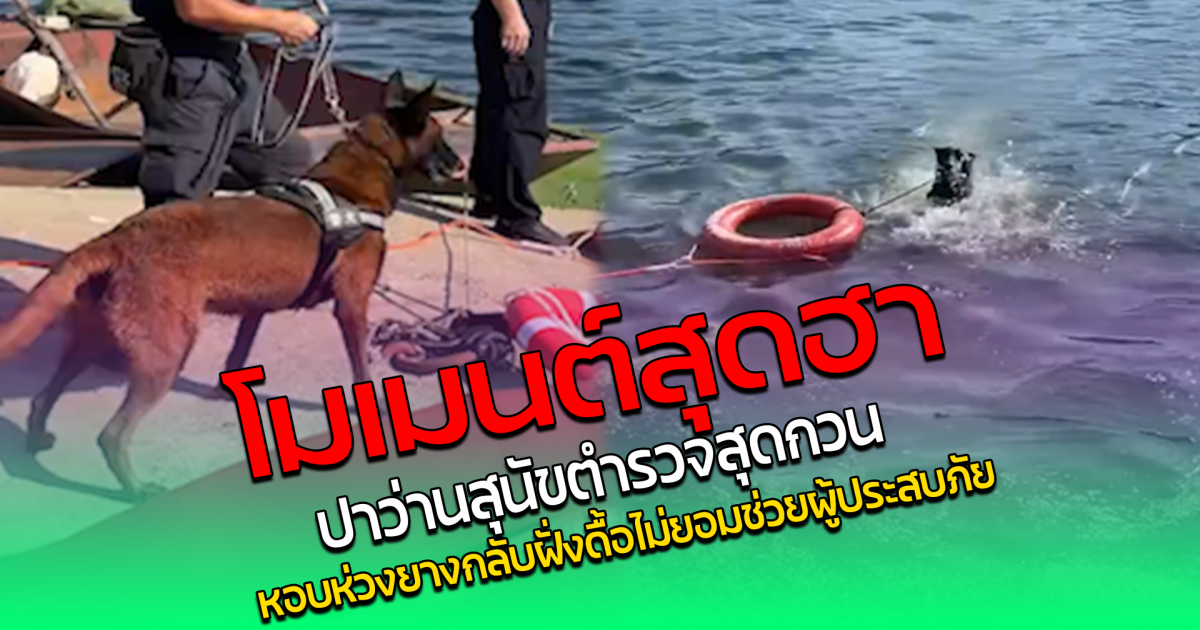 โมเมนต์สุดฮา ปาว่าน สุนัขตำรวจสุดกวน หอบห่วงยางกลับฝั่ง ดื้อไม่ยอมช่วยผู้ประสบภัย