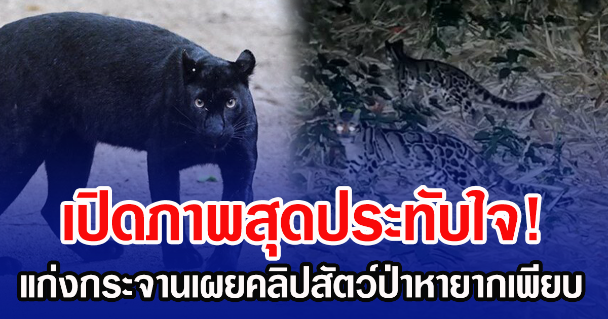 เปิดภาพสุดประทับใจ! แก่งกระจานเผยคลิปสัตว์ป่าหายากเพียบ