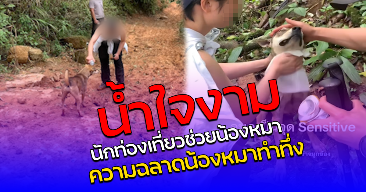 น้ำใจงาม นักท่องเที่ยวช่วยน้องหมา ความฉลาดน้องหมาทำทึ่ง