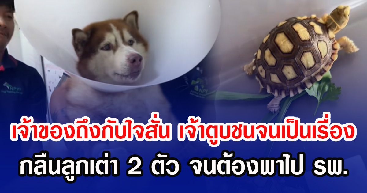 เจ้าของถึงกับใจสั่น เจ้าตูบชนจนเป็นเรื่อง กลืนลูกเต่า 2 ตัว จนต้องพาไป รพ.