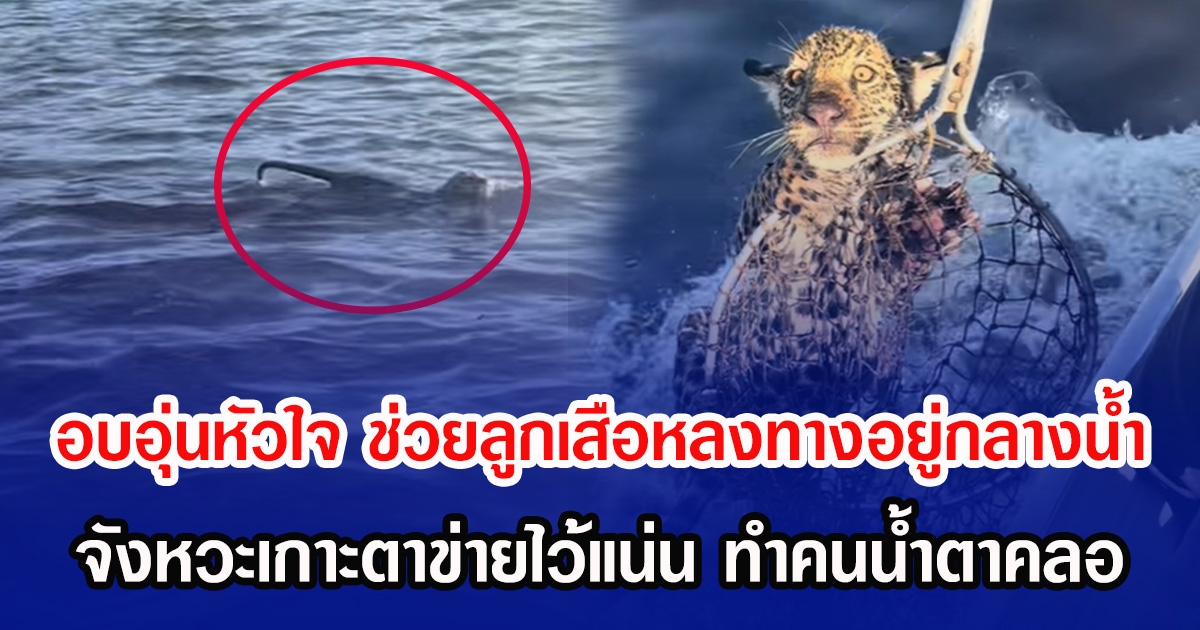 อบอุ่นหัวใจ ช่วยลูกเสือหลงทางอยู่กลางนํ้า จังหวะเกาะตาข่ายปลาไว้แน่น ทำคนน้ำตาคลอ (ข่าวต่างประเทศ)