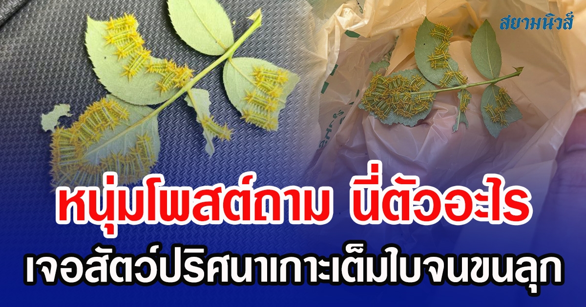 หนุ่มโพสต์ถาม นี่ตัวอะไร เจอสัตว์ปริศนาเกาะเต็มใบจนขนลุก