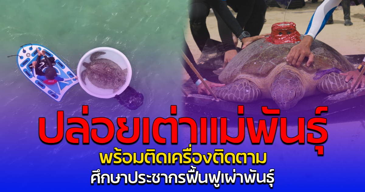 ปล่อยเต่าแม่พันธุ์ พร้อมติดเครื่องติดตาม ศึกษาประชากรฟื้นฟูเผ่าพันธุ์