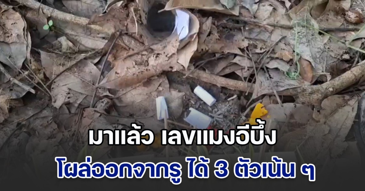 มาแล้ว เลขแมงอีบึ้ง โผล่ออกจากรู ได้ 3 ตัวเน้น ๆ