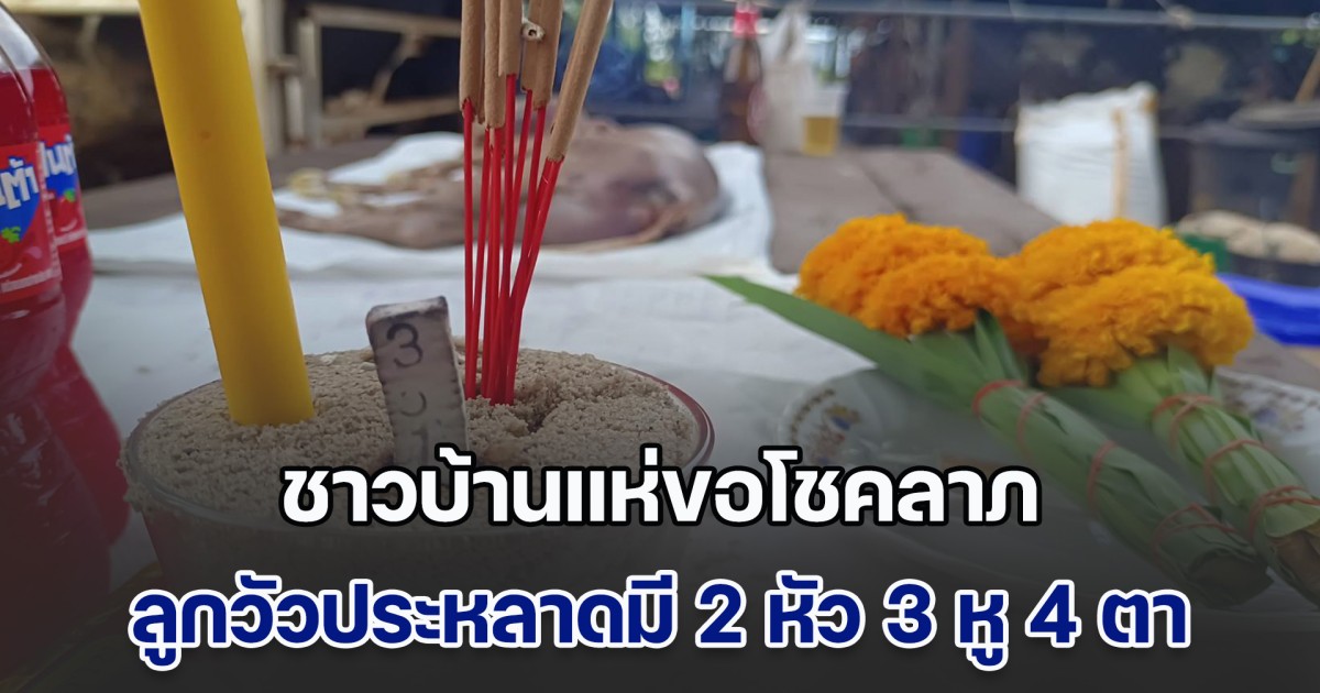 ฮือฮา! ชาวบ้านแห่ขอโชคลาภ ลูกวัวประหลาดมี 2 หัว 3 หู 4 ตา