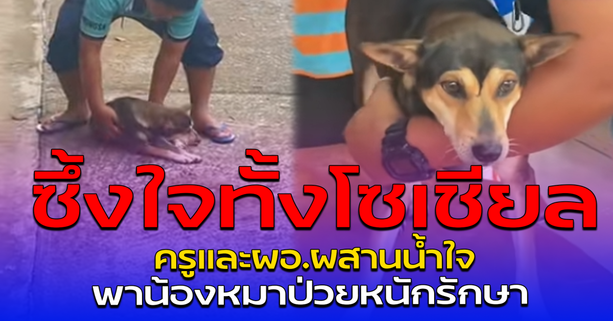 ซึ้งใจทั้งโซเชียล ครูและผอ.ผสานน้ำใจ พาน้องหมาป่วยหนักรักษา
