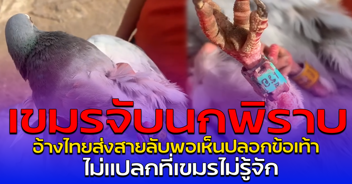 เขมรจับนกพิราบ อ้างไทยส่งสายลับพอเห็นปลอกข้อเท้า ไม่แปลกที่เขมรไม่รู้จัก