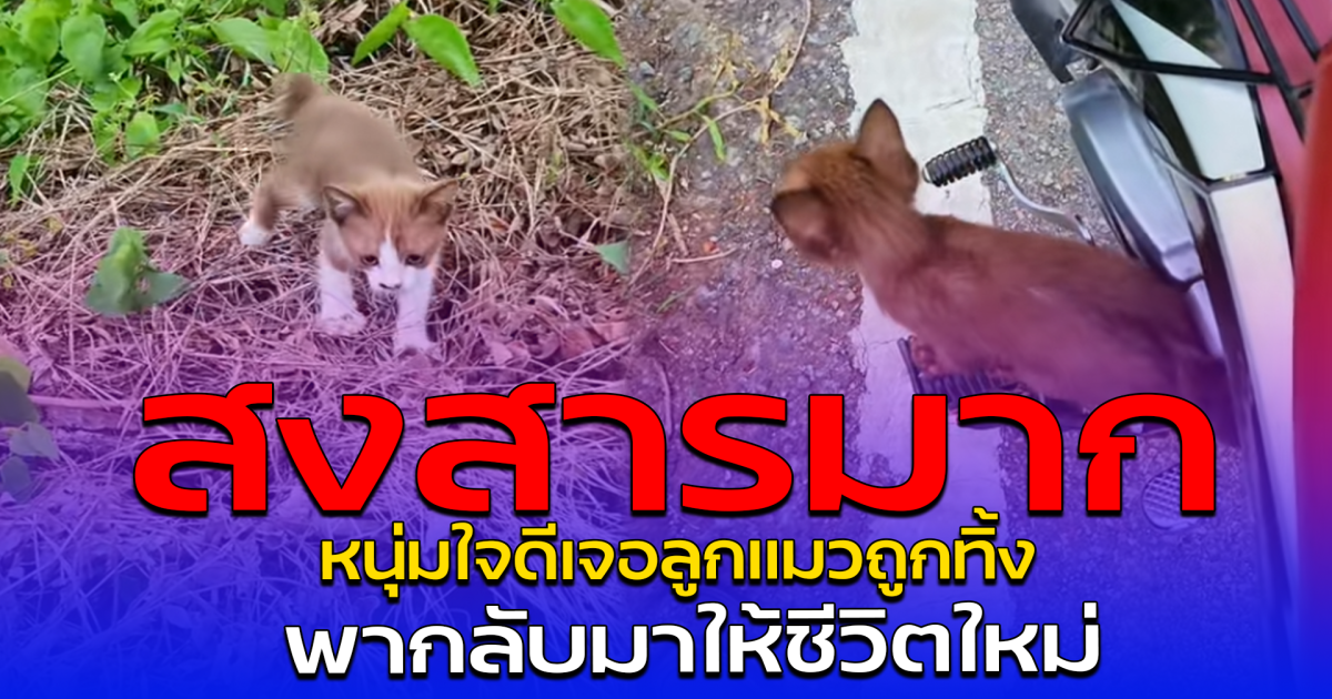 สงสารมาก หนุ่มใจดีเจอลูกแมวถูกทิ้ง พากลับมาให้ชีวิตใหม่