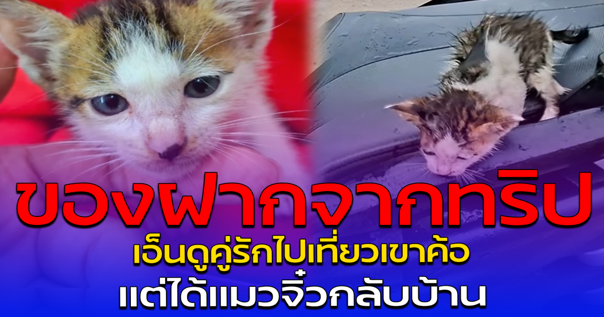 ของฝากจากทริป เอ็นดูคู่รักไปเที่ยวเขาค้อ แต่ได้แมวจิ๋วกลับบ้าน