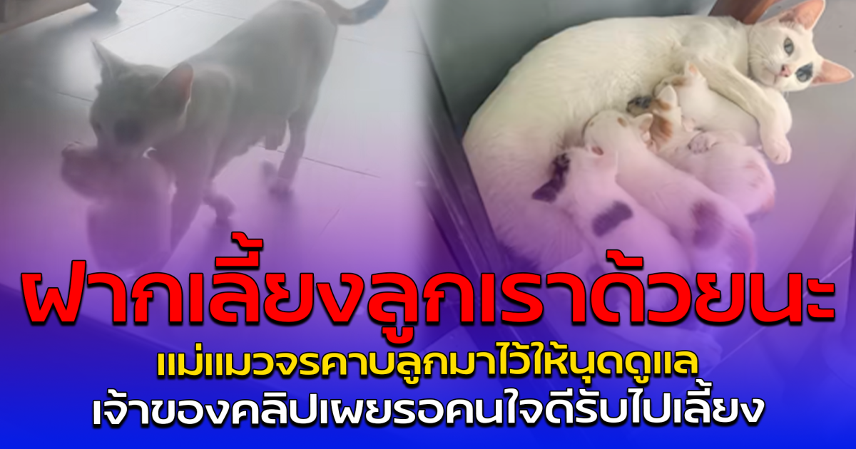 ฝากเลี้ยงลูกเราด้วยนะ แม่แมวจรคาบลูกมาไว้ให้นุดดูแล เจ้าของคลิปเผยรอคนใจดีรับไปเลี้ยง