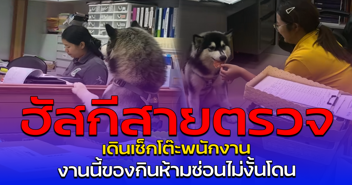 ฮัสกีสายตรวจ เดินเช็กโต๊ะพนักงาน งานนี้ของกินห้ามซ่อนไม่งั้นโดน