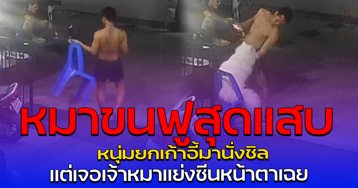 หมาขนฟูสุดแสบ หนุ่มยกเก้าอี้มานั่งชิล แต่เจอเจ้าหมาแย่งซีนหน้าตาเฉย