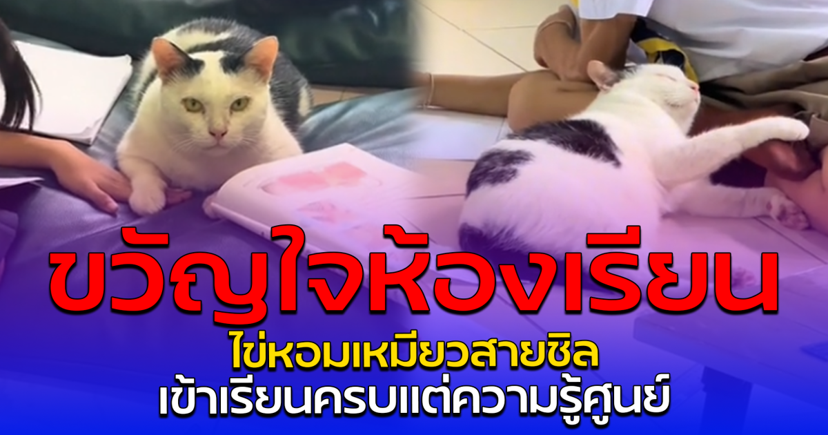 ขวัญใจห้องเรียน ไข่หอมเหมียวสายชิล เข้าเรียนครบแต่ความรู้ศูนย์