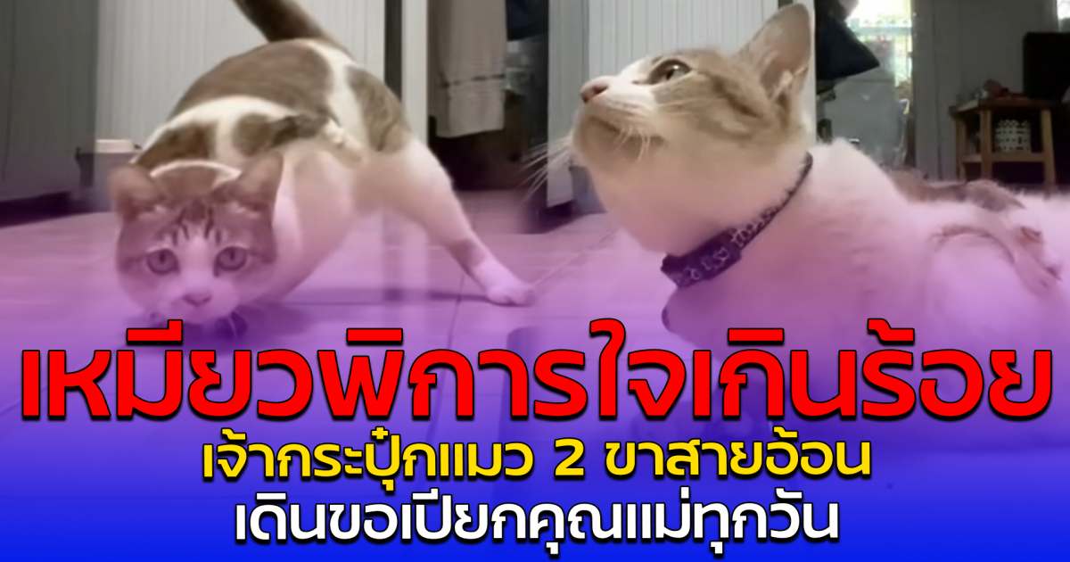เหมียวพิการใจเกินร้อย เจ้ากระปุ๋กแมว2 ขาสายอ้อน เดินขอเปียกคุณแม่ทุกวัน