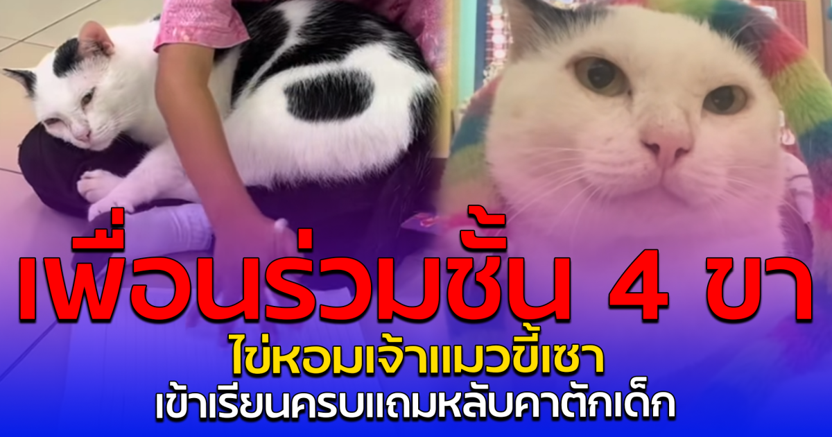 เพื่อนร่วมชั้น 4 ขา ไข่หอมเจ้าแมวขี้เซา เข้าเรียนครบแถมหลับคาตักเด็ก