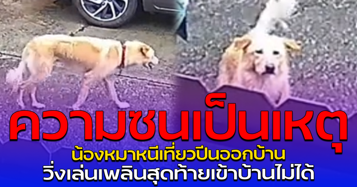 ความซนเป็นเหตุ น้องหมาหนีเที่ยวปีนออกบ้าน วิ่งเล่นเพลินสุดท้ายเข้าบ้านไม่ได้