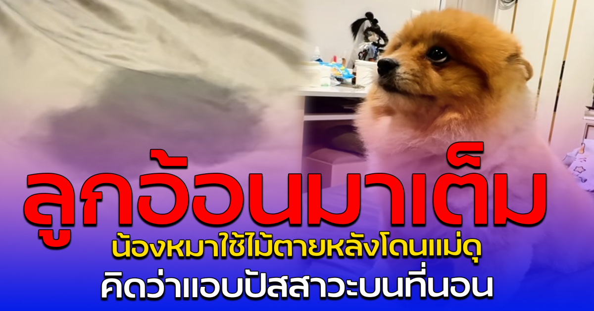 ลูกอ้อนมาเต็ม น้องหมาใช้ไม้ตายหลังโดนแม่ดุ คิดว่าแอบปัสสาวะบนที่นอน